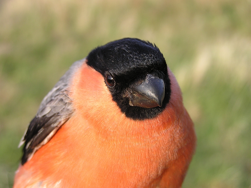 Eurasian Bullfinch, Sundre 20080502